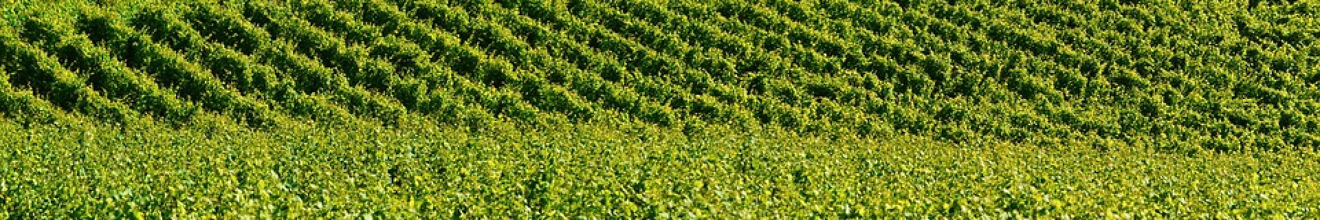 vineyard-1528713_960_720